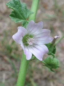 Malva neglecta